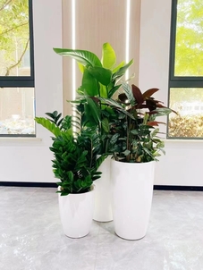 热词揭秘！宁波镇海绿化养护哪家值得选？